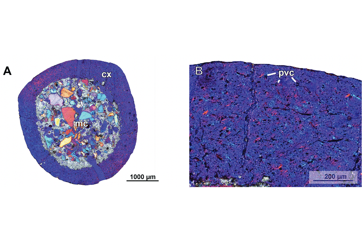 Parvicursor remotus, left femur, histological sections under polarised light with lambda waveplate, (c) Biological Communications