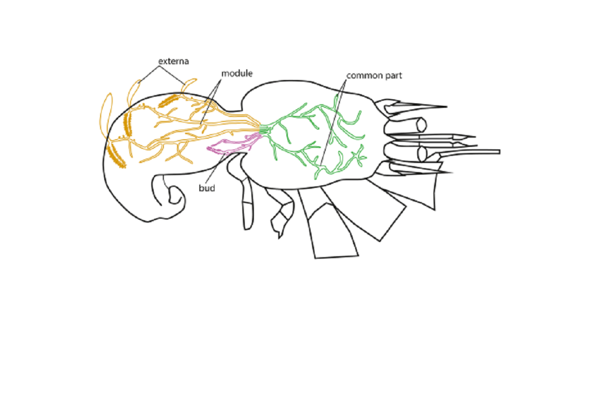 Schematic diagram of the structure of the parasite body in the infected host © Journal of Morphology