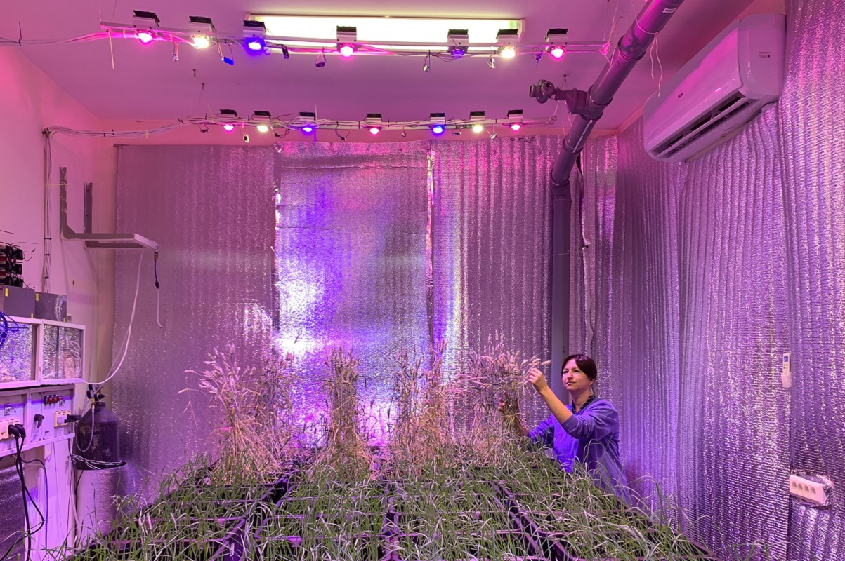 Elena Andreeva, Assistant Professor in the Department of Genetics and Biotechnology at St Petersburg University, assesses the crop yield of cereals in the phyto suite © Photo from Anton Nizhnikov’s personal archive 