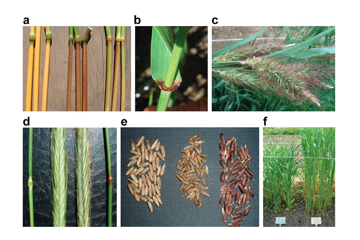 Phenotypic diversity of rye lines from St Petersburg University’s genetic collections © Biological Communications 