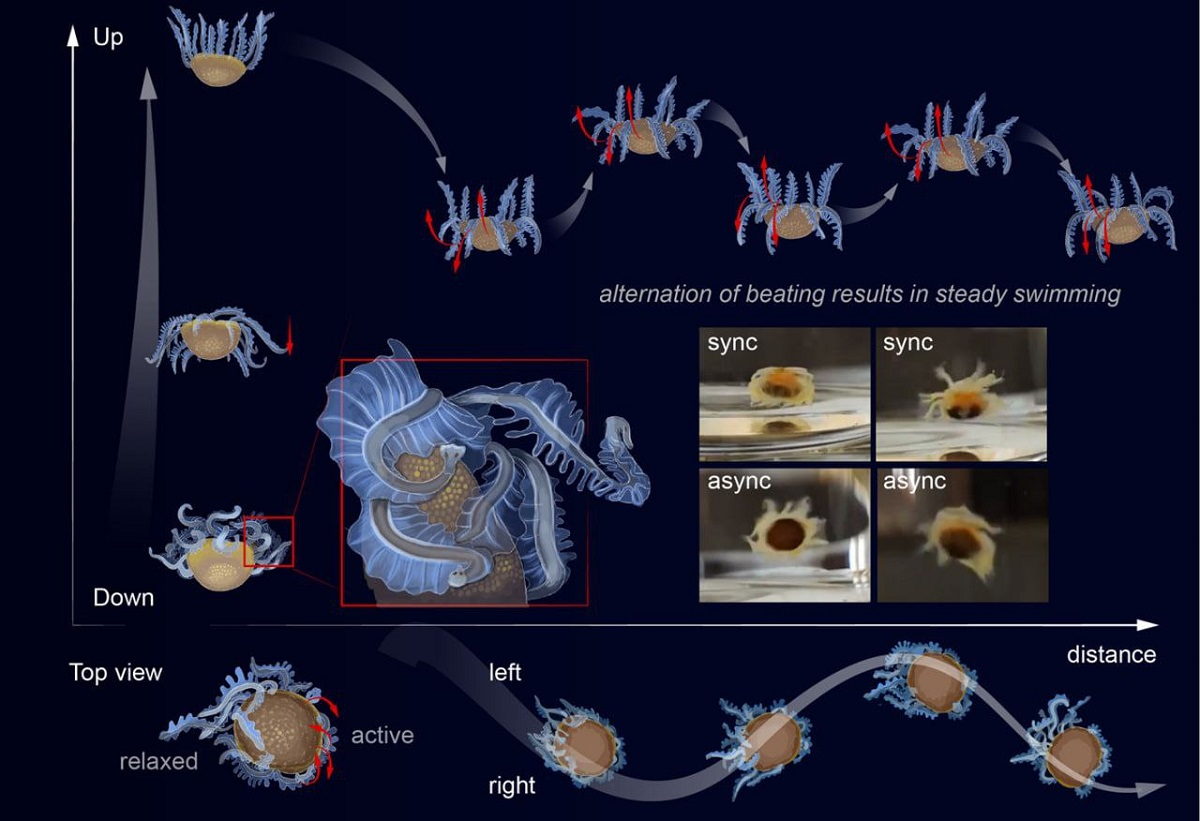 Schematic representation of cercariae locomotion underwater. Published in Current Biology