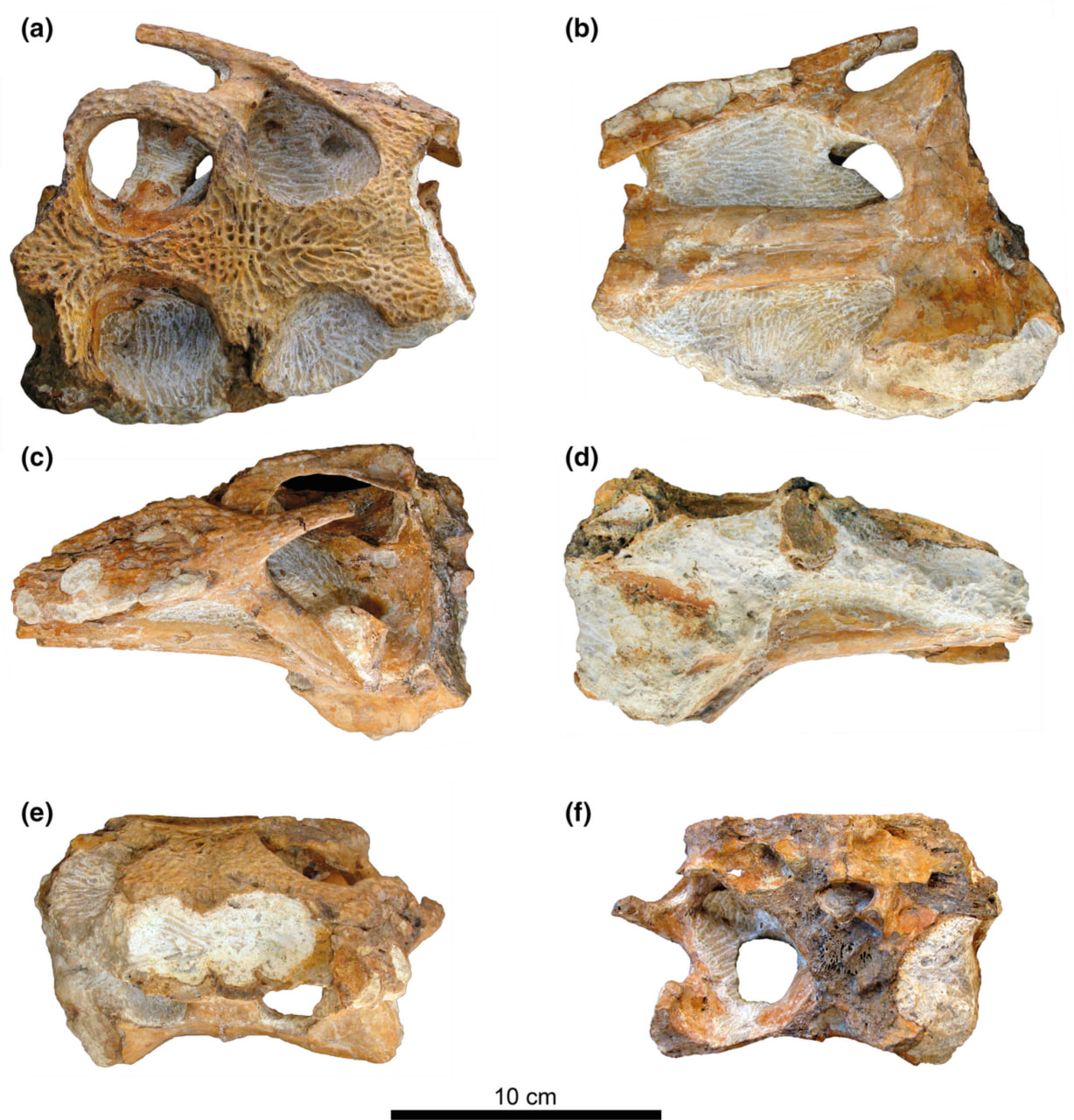 Photographs of the skull of Portugalosuchus: dorsal view (a); ventral view (b); left view (c); right view (d); front view (e); and back view (f) © Journal of Anatomy