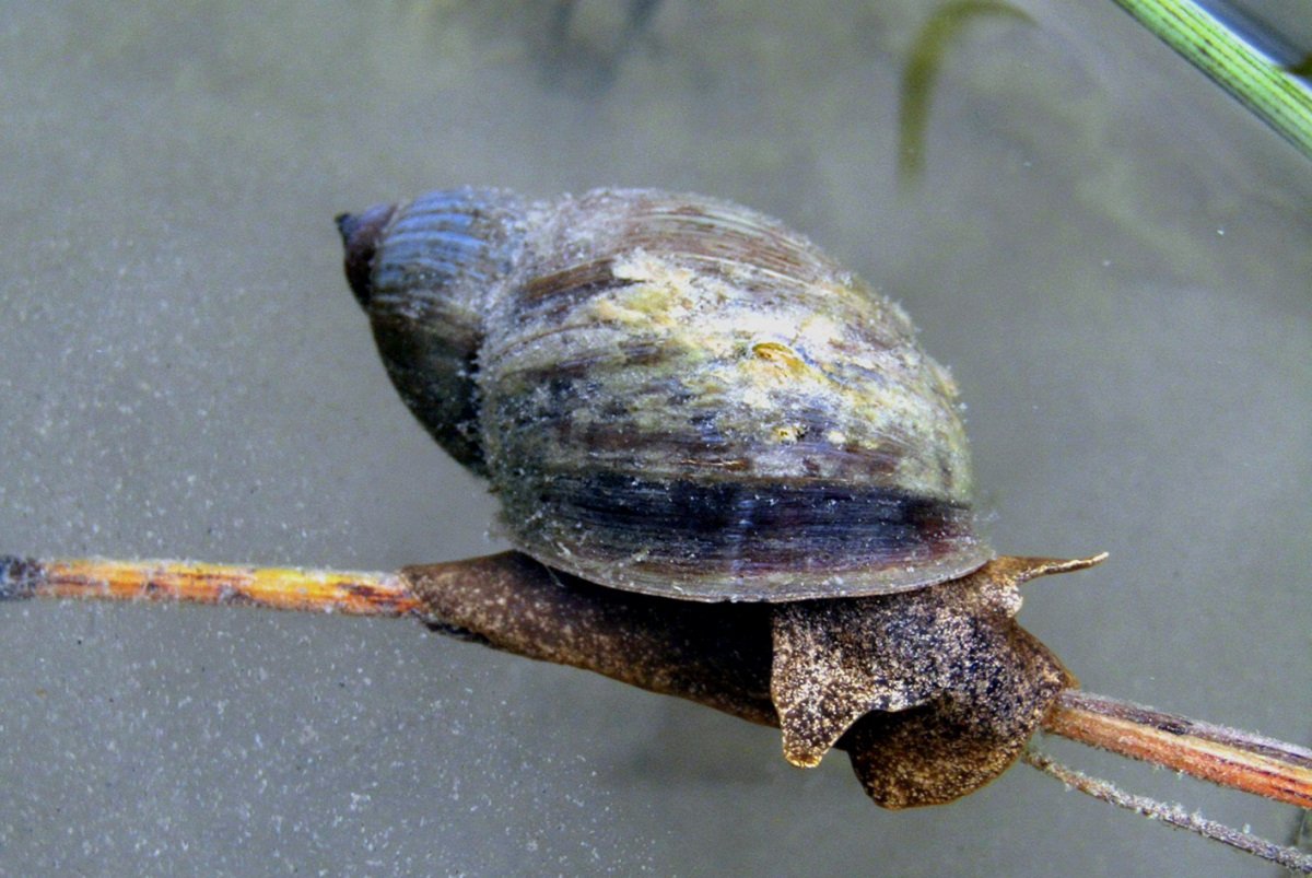 Crawling individual of&nbsp;the giant pond snail Bulimnea megasoma. Canada, Ontario, the Cart Lake &copy;&nbsp;Maxim Vinarski