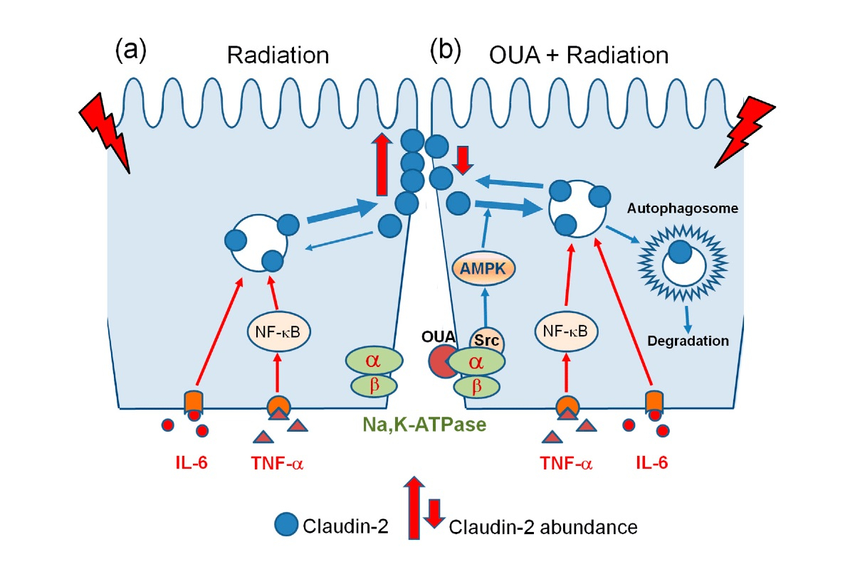 Schematic representation of&nbsp;the regulation of&nbsp;claudin-2&nbsp;abundance.&nbsp;&copy;&nbsp;International Journal of&nbsp;Molecular Sciences