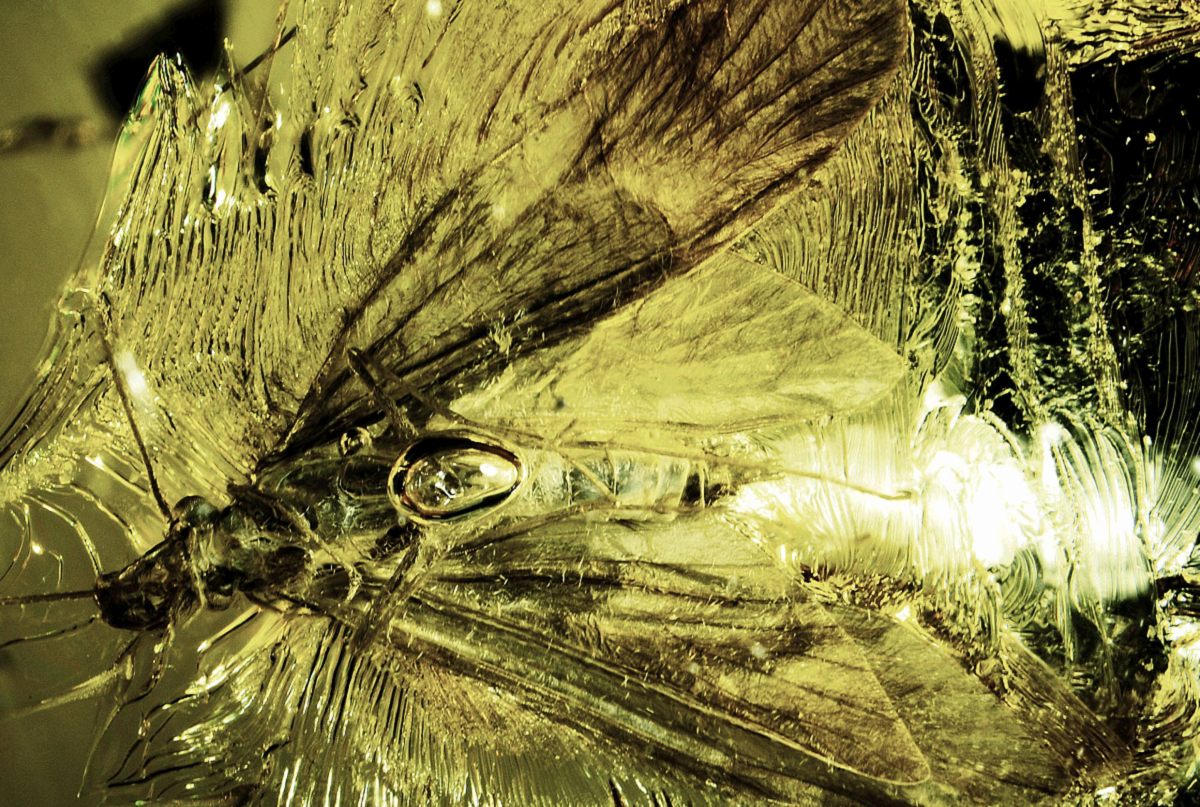 Electroadicella unipetra, the image created using a&nbsp;microscope