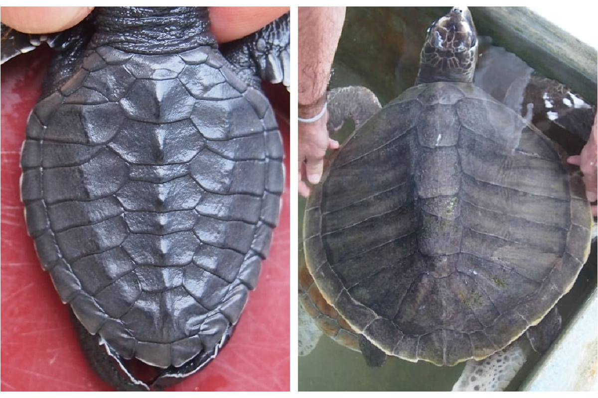 Newborn olive ridley sea turtle with carapace scute polymerisation. Adult olive ridley sea turtle. Photo from the personal archive of&nbsp;Gennady Cherepanov