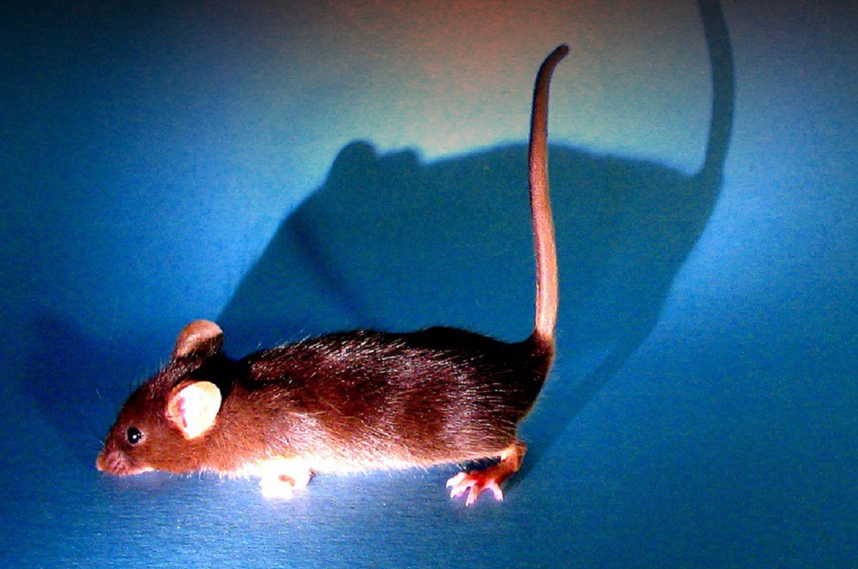 A mouse from the gene-knockout animal collection. From Raul Gainetdinov’s personal archive