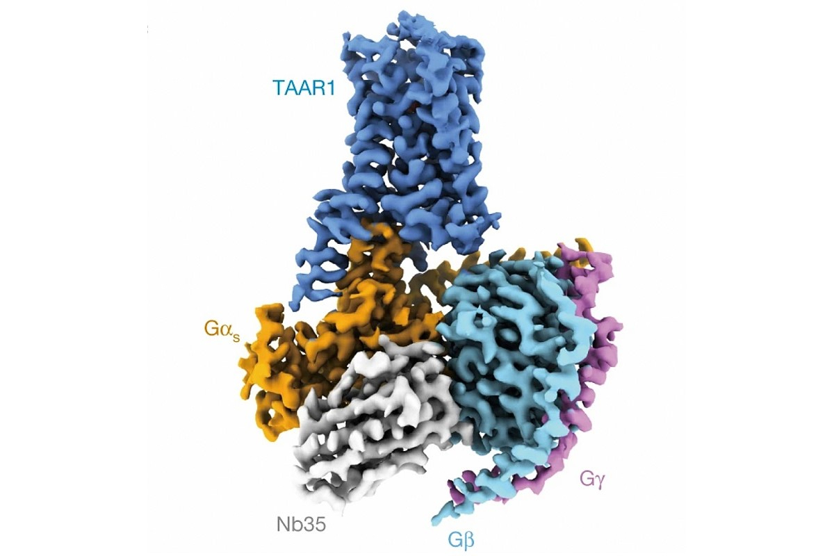 The 3D-structural model of trace amine-associated receptor-1 (TAAR1). Heng Liu et al. / Nature, 2023