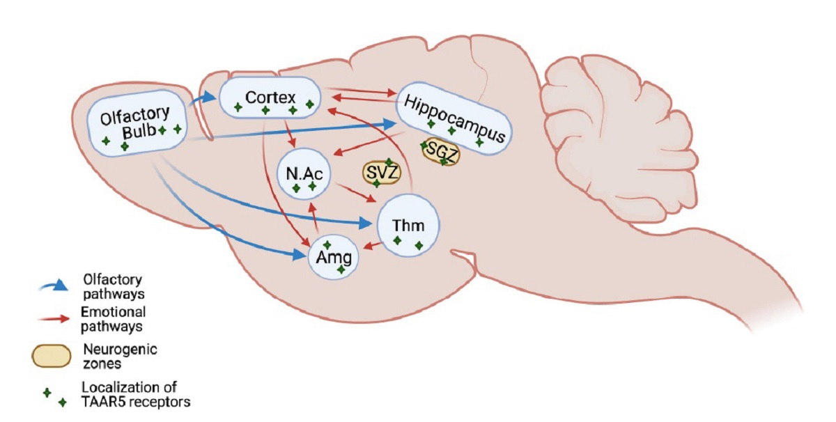 TAAR5 receptors are expressed in limbic brain areas involved in the transduction of olfactory information and neurogenic zones. Evgeniya Efimova et al. / Neural Regeneration Research, 2022