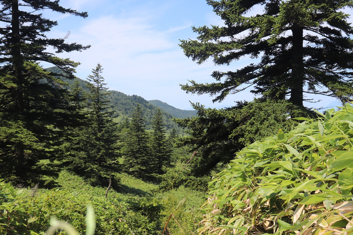 Bamboo thickets. Photo from the personal archive of&nbsp;Marina Opekunova