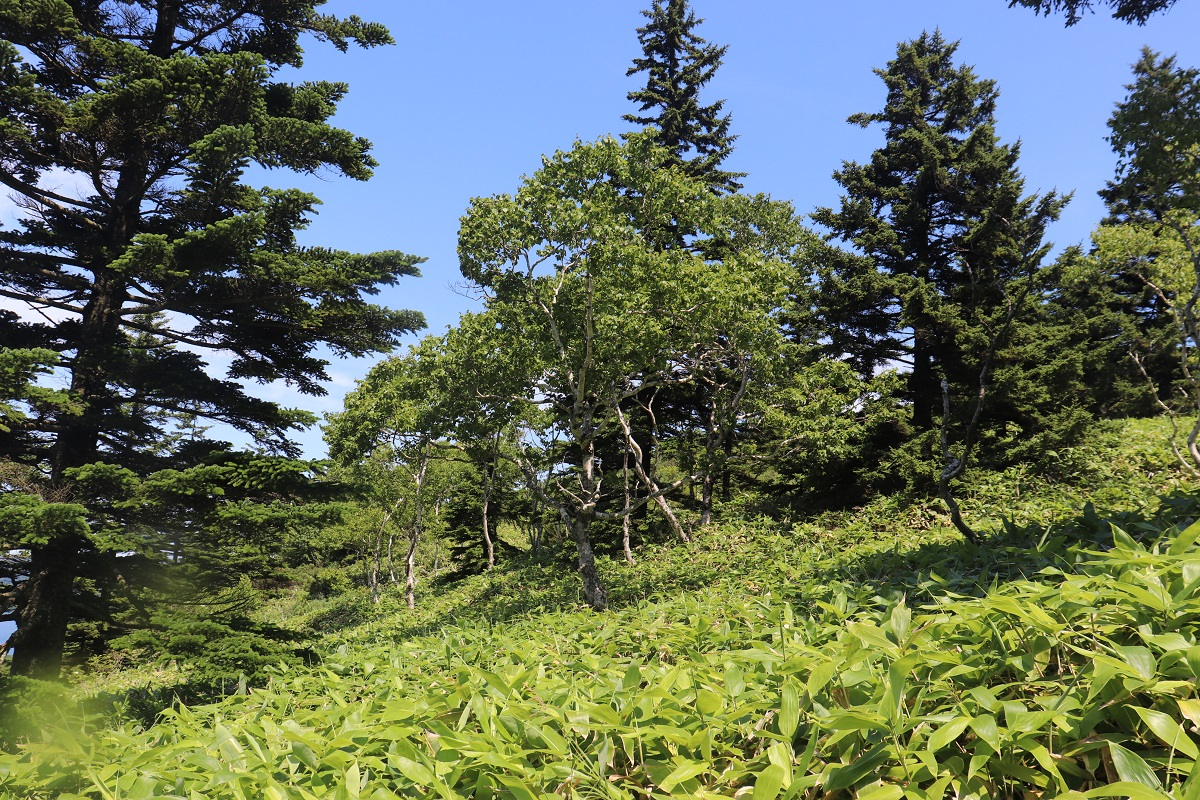 Bamboo thickets. Photo from the personal archive of&nbsp;Marina Opekunova