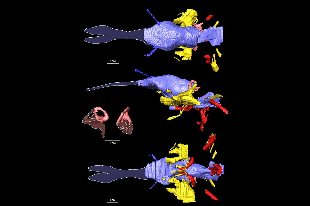 The braincase osteology and neuroanatomy of Kansajsuchus extensus. Highlighted by colours: purple – a brain cast, yellow - nerves, red - blood vessels, pink - inner ear. Published in Cretaceous Research.