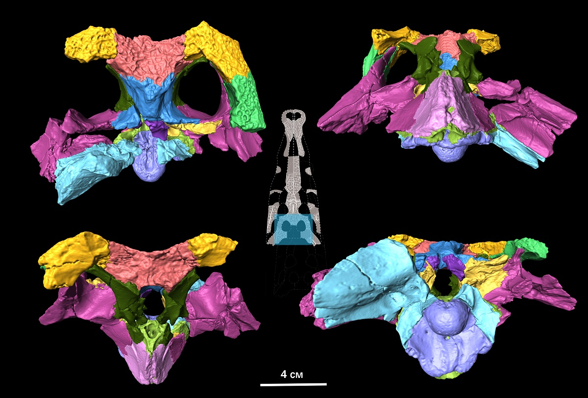 Braincase: 3D modelling of Kansajsuchus extensus’s braincase based on CT-scanning. Some bones are highlighted in different colours. Published in Cretaceous Research