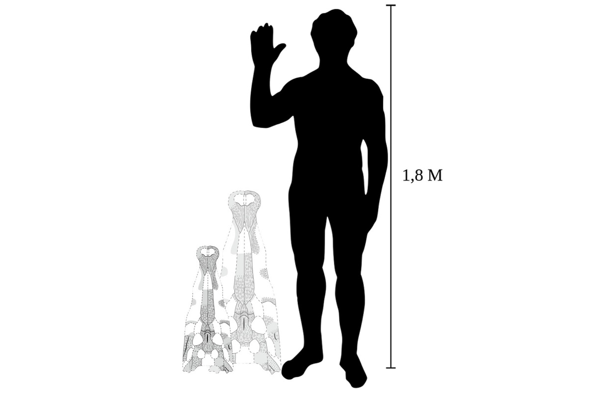 Comparison: Modelling of the Kansajsuchus extensus’s skull in comparison with a human skull. The smaller skull is a medium-sized individual (4–5 m long). The larger skull is an estimated size of some specimens reaching ~7 m in length. Published in Cretaceous Research.