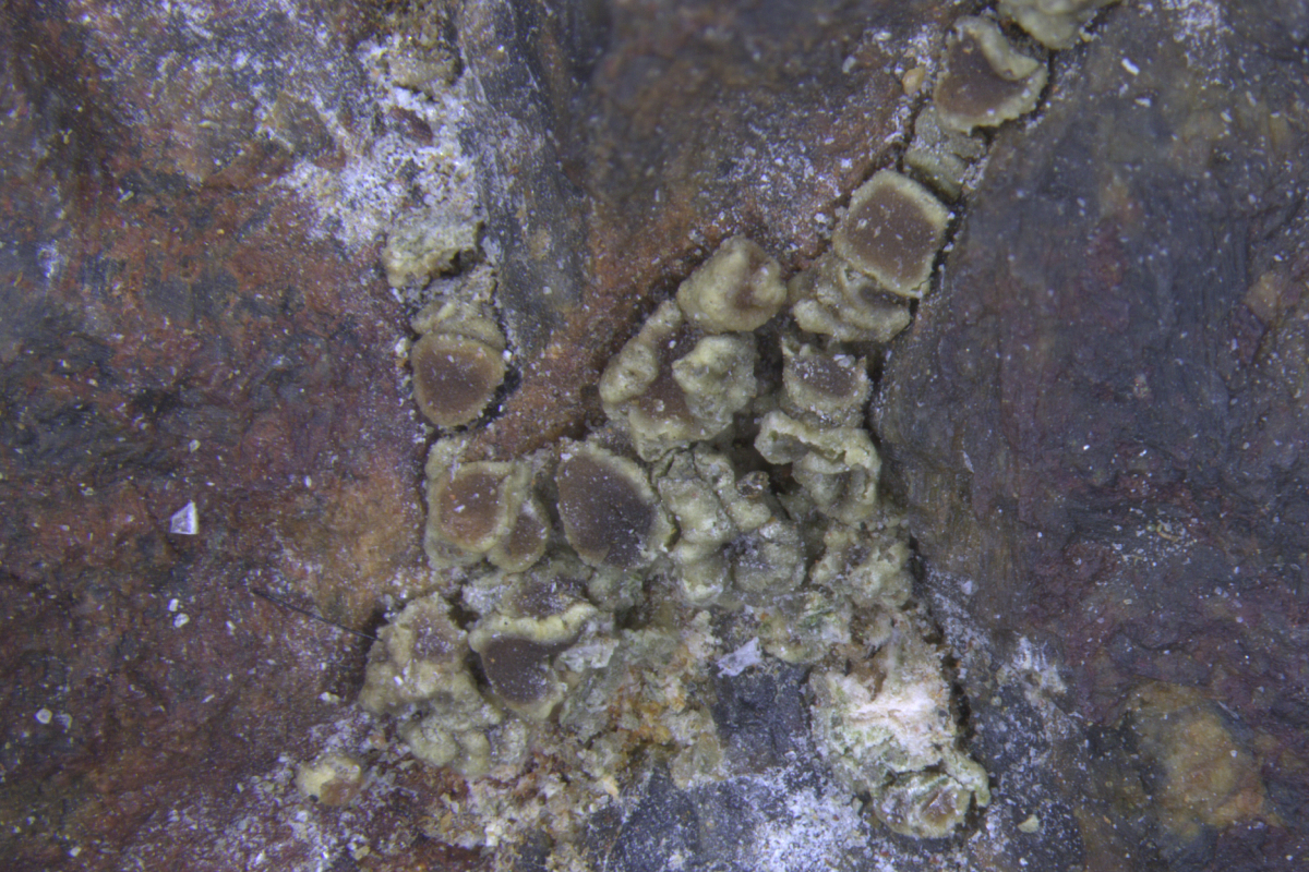 Andreybulakhite. Photo courtesy of Oleg Vereshchagin, Associate Professor in the Department of Mineralogy of St Petersburg University