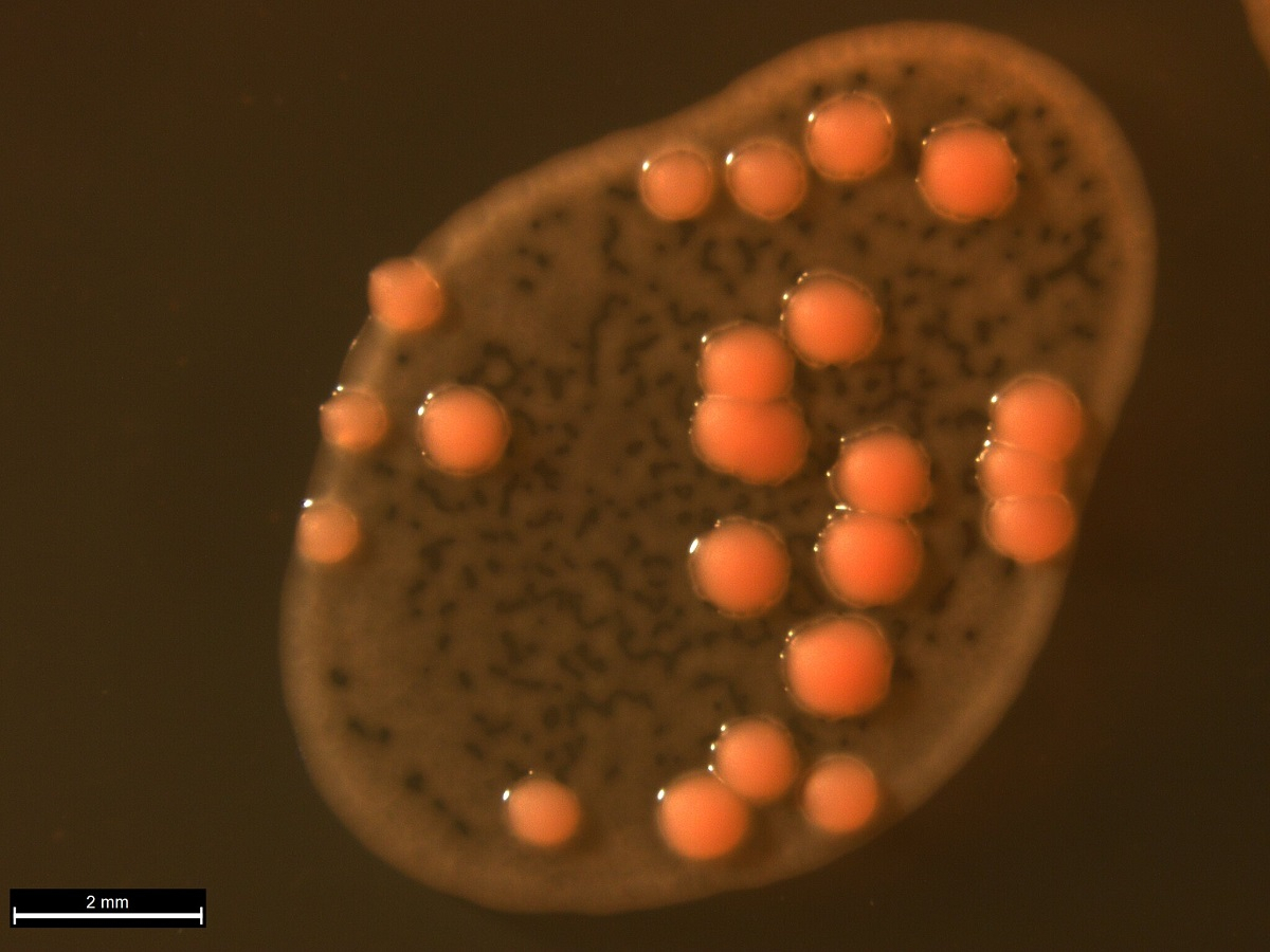 Colonies of the yeast Rhodotorula mucilaginosa, cultivated on a specialised yeast medium from disrupted ciliate cells. The colonies exhibit a characteristic coral colour. Courtesy of Elena Sabaneeva