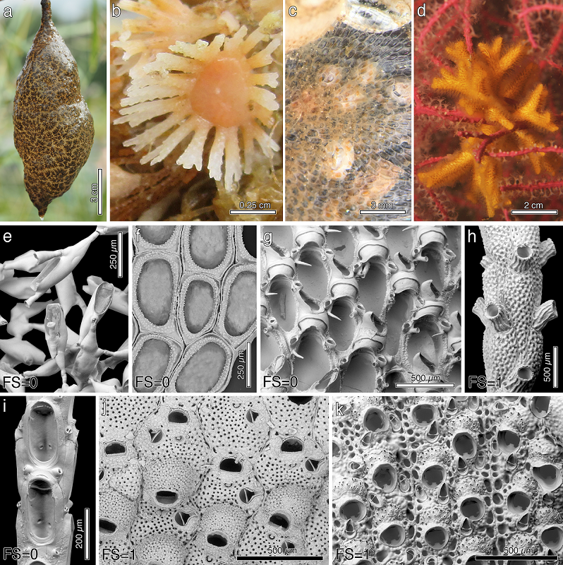 Appearance of colonies of some studied bryozoans