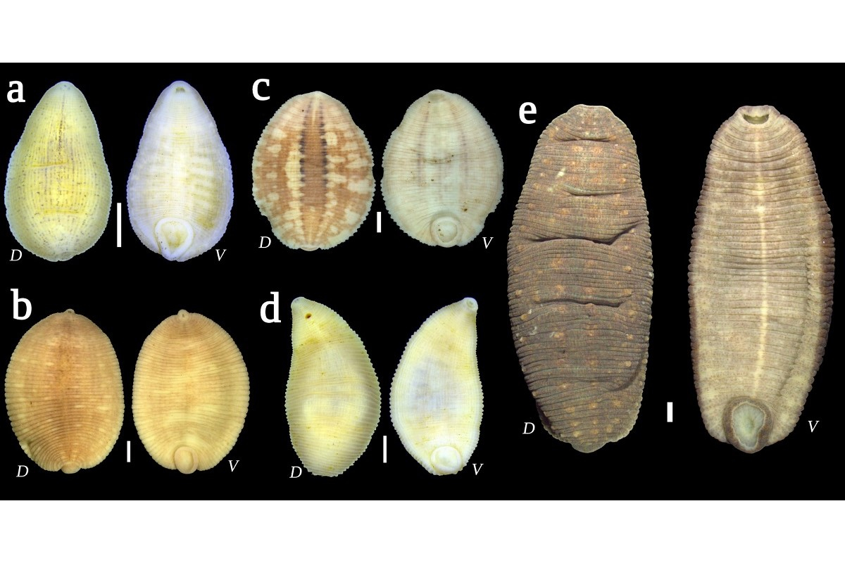 leech external anatomy