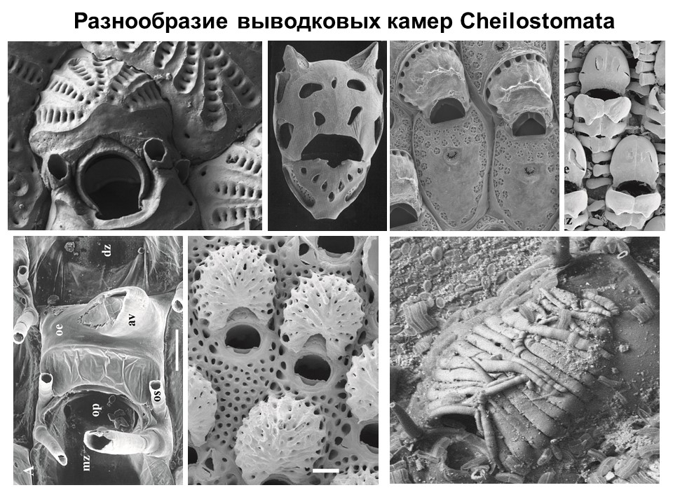 A selection of photos of the appearance of bryozoans with various brood cameras