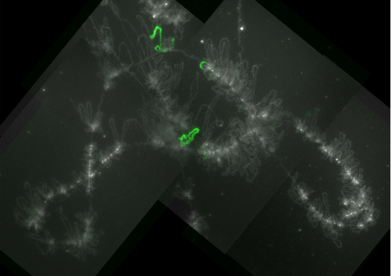 An example of gene labelling on the lateral loops of chicken lampbrush chromosomes using the FISH method. Scale bar = 20 µm. Illustration from the article: Kulikova et al. / Chromosoma, 2022