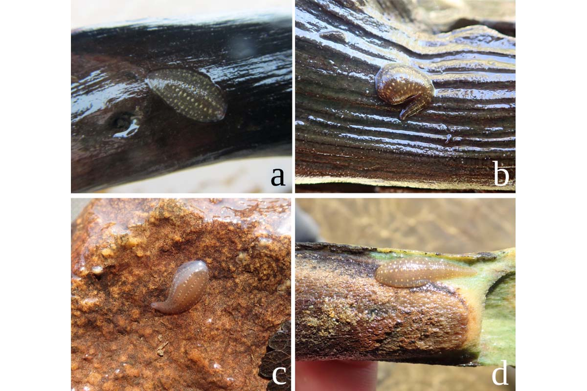 Examples of concealing colouration (camouflage) in Glossiphonia moorei. © Olga Aksenova, Leading Research Associate at the Laverov Centre