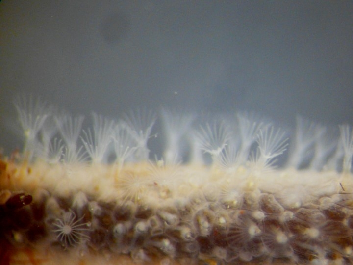 Photo of a feeding colony of Alcyonidium