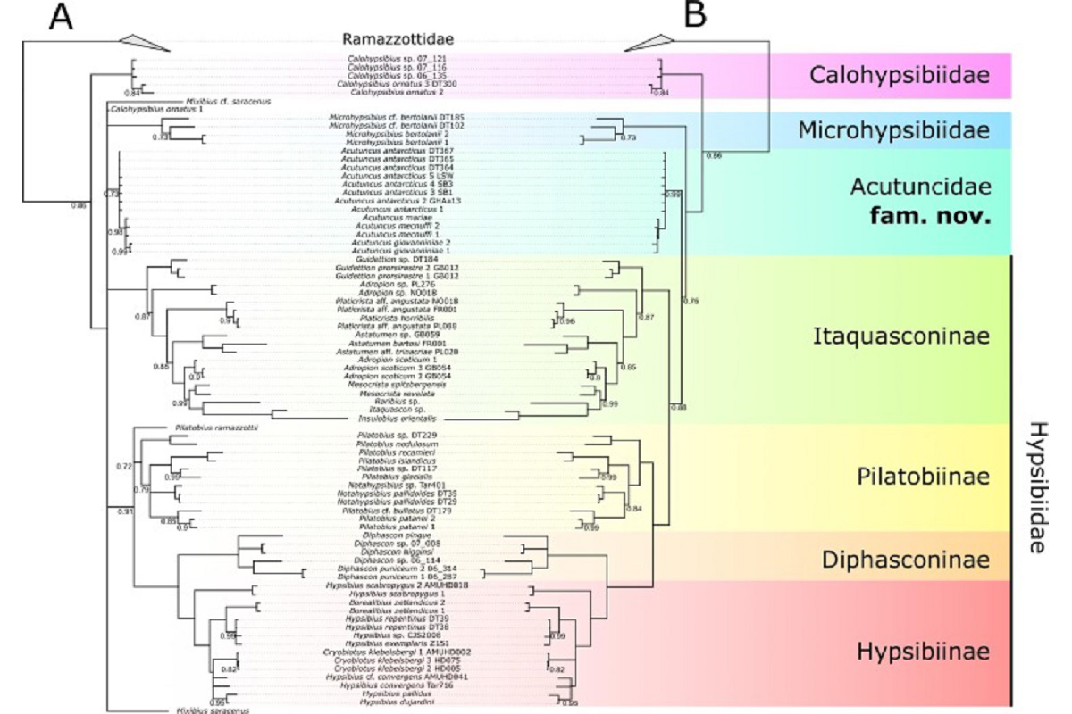 Place of the family Acutuncidae on the phylogenetic tree of tardigrades of the superfamily Hypsibioidea
