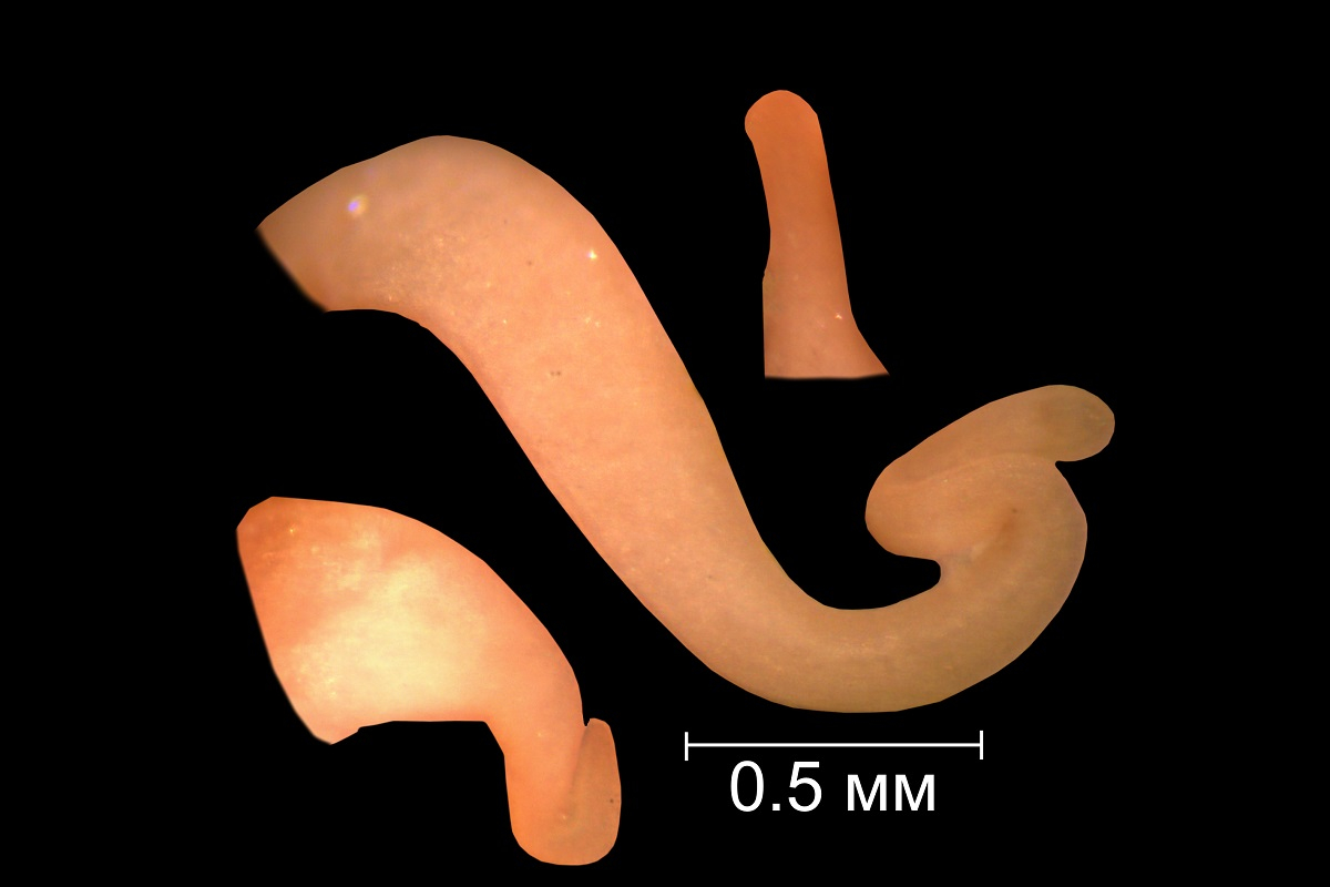 Fragments of the reproductive system of molluscs Boreocingula martyni: in the centre is the male copulatory organ. On the sides are underdeveloped reproductive organs found in females.